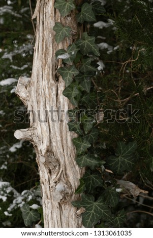 Beautiful Tree With Leaves on Snowy Winter Day