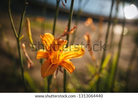 Orange lilium/lily (Lilium bulbiferum) 