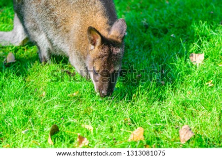 Kangaroo on green grass. Kangaroo eating grass