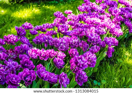 Purple tulips background. Spring time tulips flowers