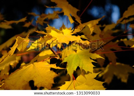 Colorful leaves of autumn before winter