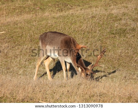 A deer in the watering duinen in the Netherlands