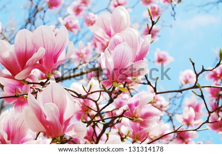 magnolia tree blossom Royalty-Free Stock Photo #131314178
