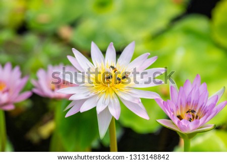 Beautiful pink water lily flowers, Closed-up on bees are pollinating