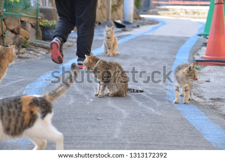 Cats of aosima in Ozu City, Ehime Prefecture, Japan
