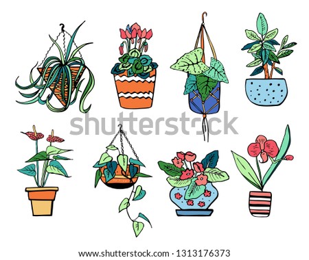 Houseplants in hanging flowerpots and pots. Vector hand drawn outline color sketch illustration isolated on white background