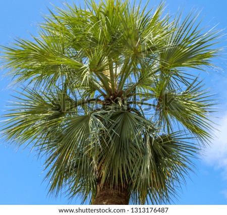 Palm tree against the blue sky. Subtropical climate .