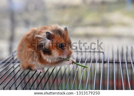 Syrian hamster nibbles a green stem on its hamster cage