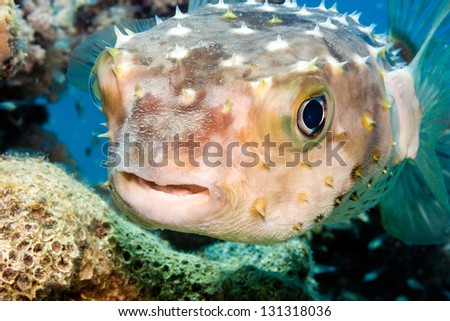 A Burrfish on a tropical coral reef