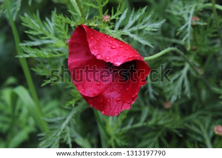 Little Flower with dew drops on rainy day