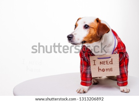 Homeless dog looking for a home. Сute beautiful puppy Jack Russell Terrier in a red shirt with a sign on his neck