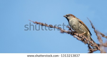 little sparrow male is looking interested, sitting on a branch in front of blue sky