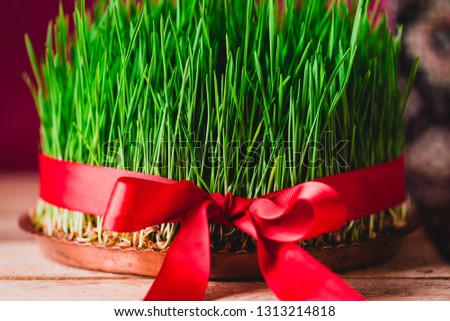 Novruz green fresh semeni sabzi wheat grass on vintage plate decorated with red satin ribbon against dark pink or red background on national style table cloth, spring celebration in Azerbaijan