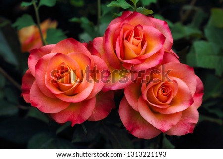 Close-up of three pastel red rose flowers in the summer garden. Macro photography of nature.