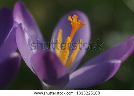 details of blossoming crocus flowers as a first sign of spring                               