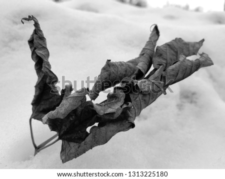 A branch with dry dried leaves in the snow in winter