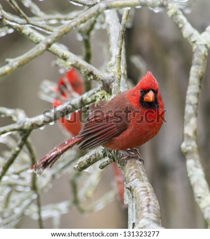 A male redbird perched on a frozen day. Royalty-Free Stock Photo #131323277