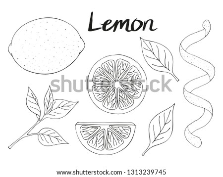 Collection of hand drawn elements, lemon, leaves and slice. Objects for packaging, advertisements. Isolated image. Vector illustration.