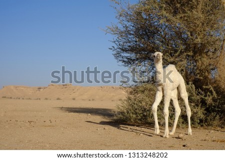 Dromedary or Arabian camel