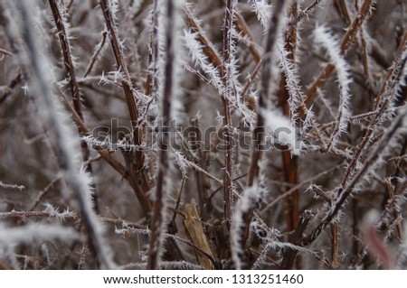 some frozen branches in winter