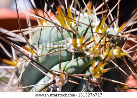 Photo Picture of a Tropical Cactus Texture Background