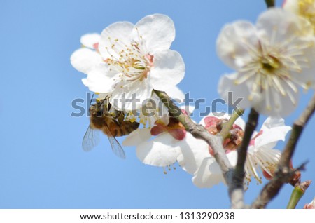 Bees Pollinating White Cherry Blossom Flowers and Trees in Spring