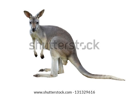 gray kangaroo isolated on a white background