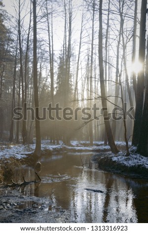 sunlight in the winter forest, nature series