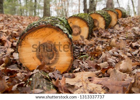Freshly Chopped Hickory Tree laying in a pattern on leaves in the fall. Royalty-Free Stock Photo #1313337737