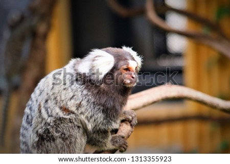  marmoset monkey  is  cute