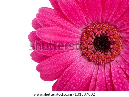 Close-up of bright pink Gerber Daisy with dew, isolated on white.