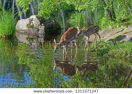 Little White Tailed Deer Fawns drink from a clear lake. Royalty-Free Stock Photo #1313371247