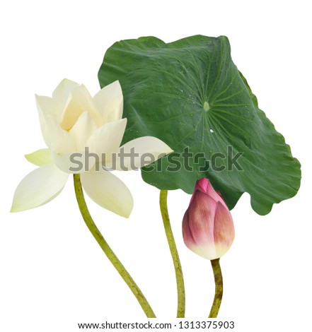 beautiful lotus flower isolated on white background