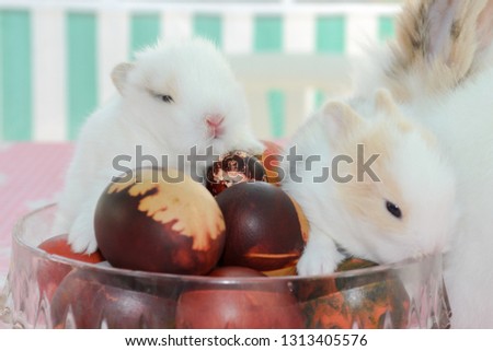 A family of small white angora rabbits and their mother with Easter eggs.