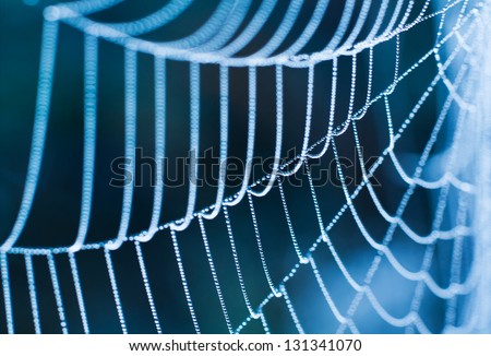 The Spider Web close up. Royalty-Free Stock Photo #131341070