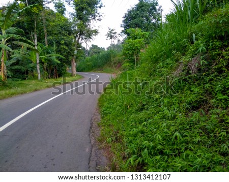 paved roads between trees and green grass, empty roads in the village area with shrubs and trees on the side