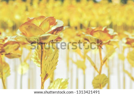 beautiful of flowers of roses of gold color,  Golden tinted flowers like romantic background