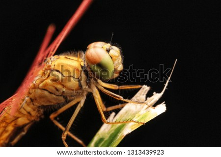 Head shot of Dragonfly or Odonata over black background at night.Macro photography. 