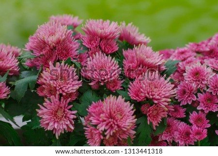 Chrysanthemum has beautiful pink and white fins. Flower Scientific name Dendranthema grandiflora