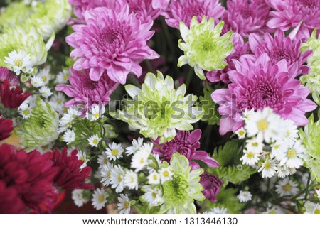 Beautiful colorful fresh flowers as background