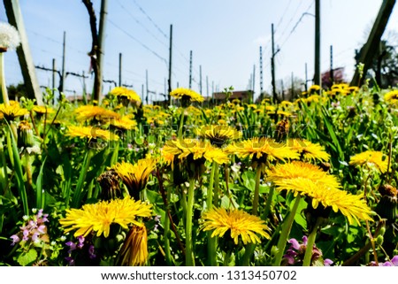 field of sunflowers, beautiful photo digital picture
