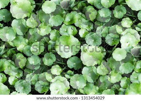 Fresh green leaves pattern of Centella Asiatica are growing with the green grass as background and wallpaper