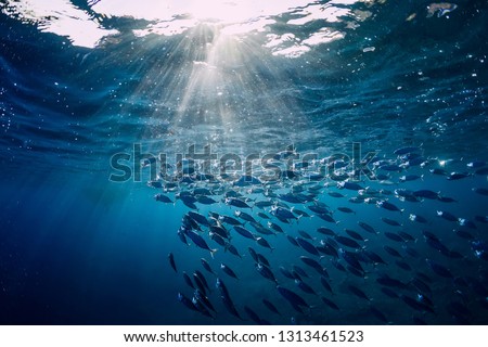 Underwater wild world with tuna fishes Royalty-Free Stock Photo #1313461523