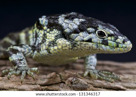 Bromeliad Alligator Lizard / Abronia taeniata