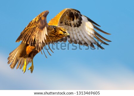 Flying buzzard. Bird of prey. Blue sky background. Isolated image. Royalty-Free Stock Photo #1313469605
