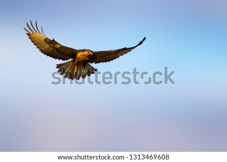 Flying buzzard. Bird of prey. Blue sky background. Isolated image.