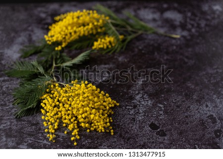 Mimosa branches on a dark background
