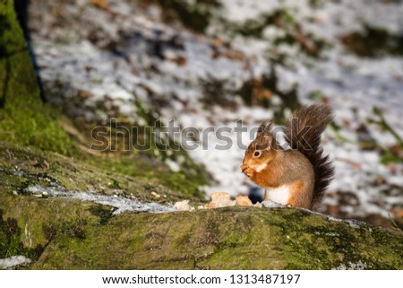 This is a picture of a Red Squirrel sitting on a  rock eating food  in an forest in Ireland