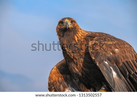 The golden eagle (Aquila chrysaetos) is the most widely distributed species of eagle.  it belongs to the family Accipitridae. A majestic golden eagle looking around. Portrait, detail picture. 