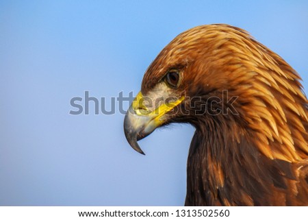The golden eagle (Aquila chrysaetos) is the most widely distributed species of eagle.  it belongs to the family Accipitridae. A majestic golden eagle looking around. Portrait, detail picture. 